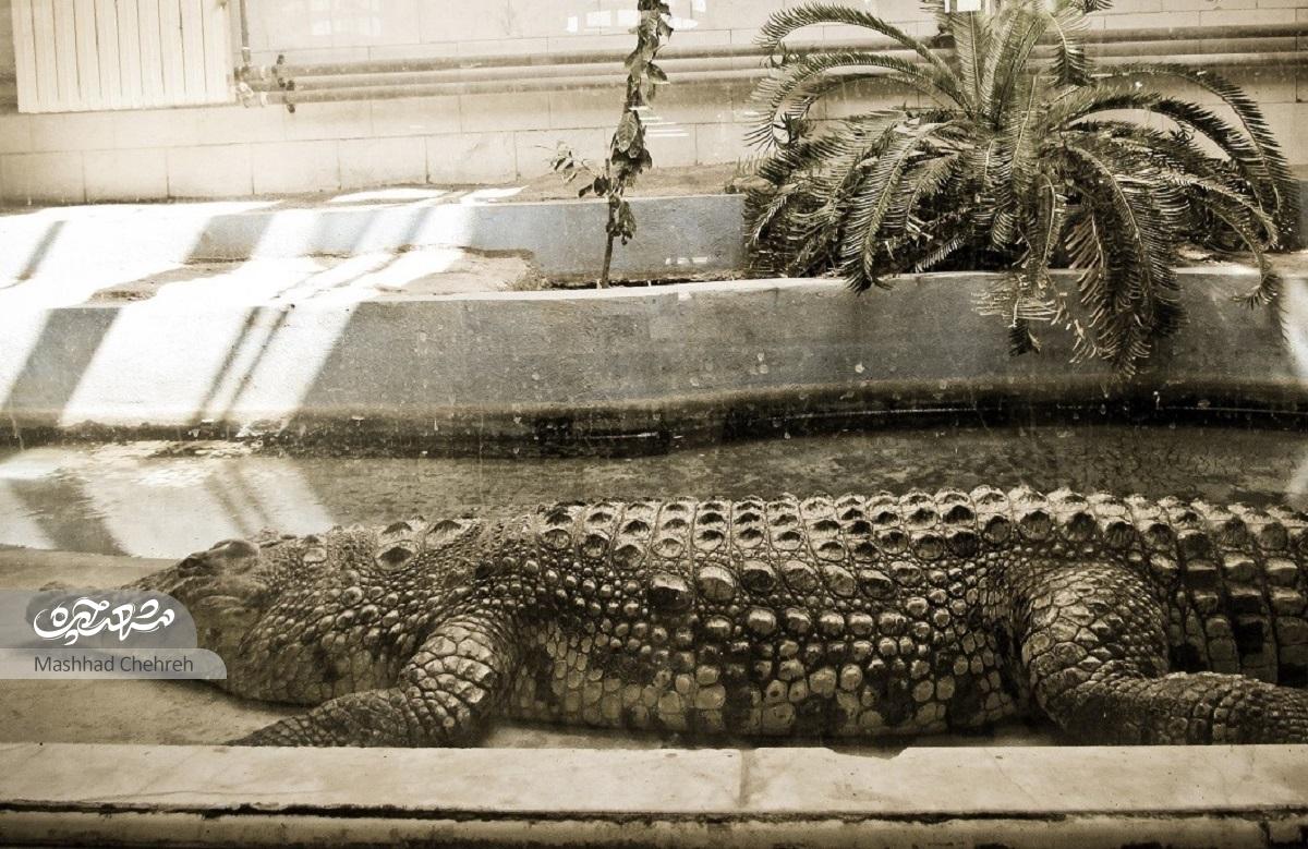 نخستین باغ‌وحش مشهد با یک کلاغ آغاز شد! 