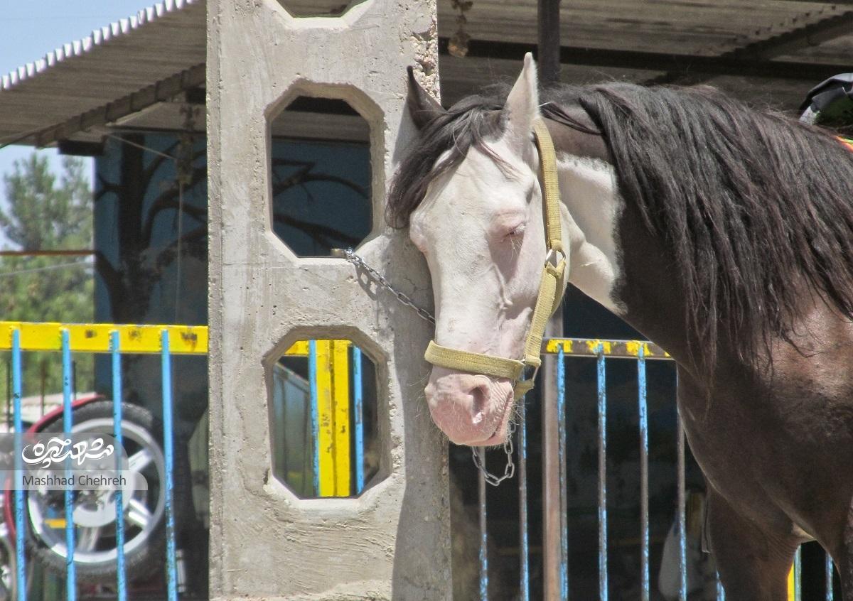 نخستین باغ‌وحش مشهد با یک کلاغ آغاز شد! 