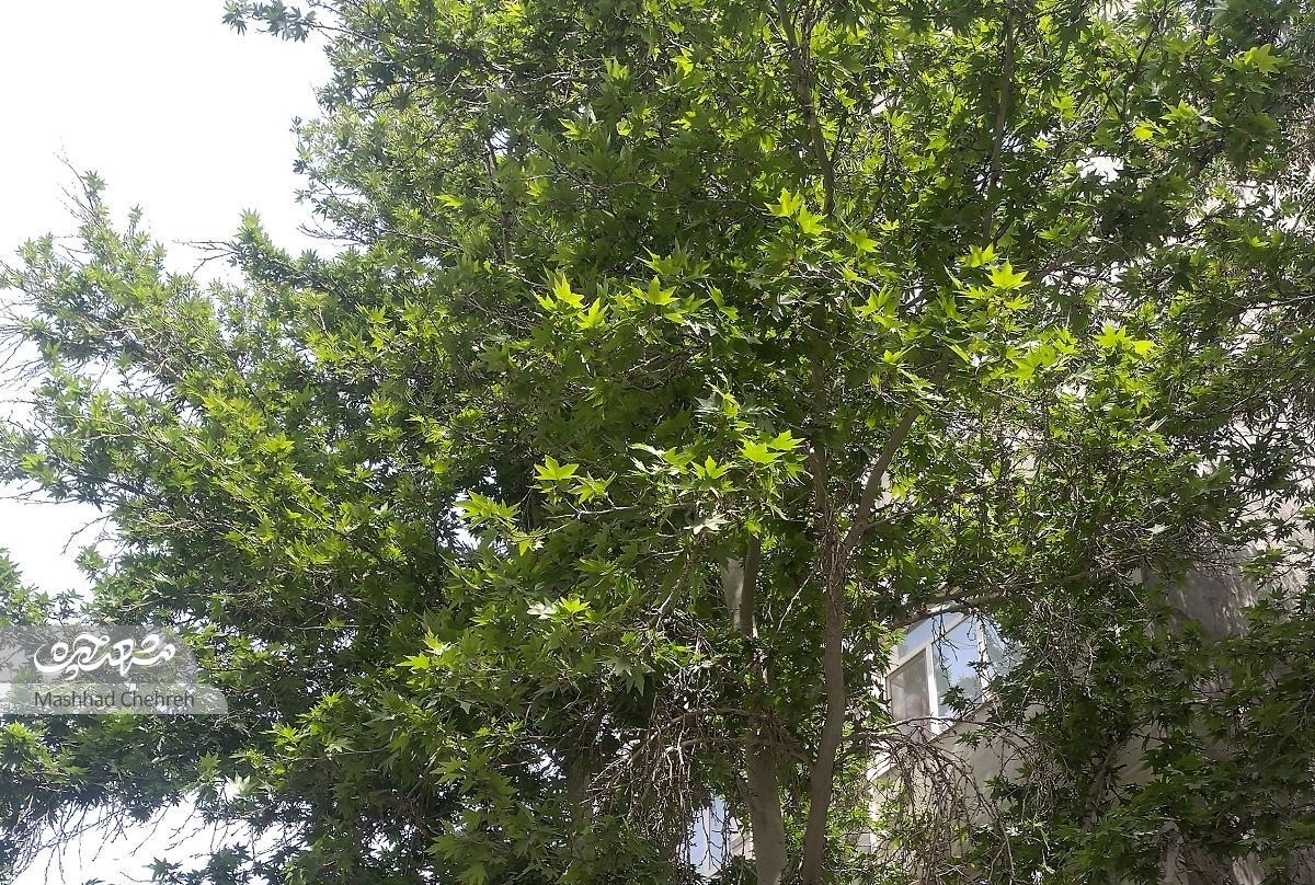 کوچه کاشفالملک در محله کلاهدوز کوچه کاشفالملک در محله کلاهدوز