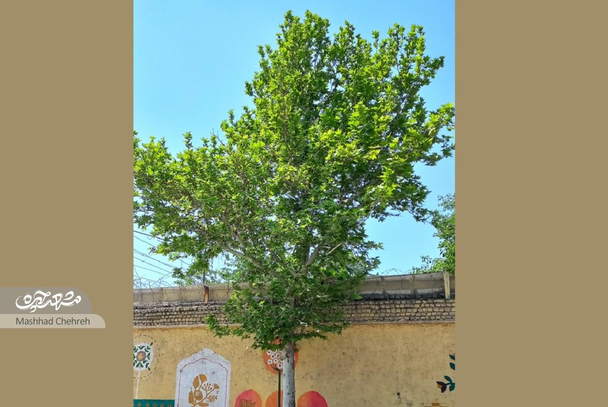 کوچه مدرسه‌ها در محله عباس‌آباد