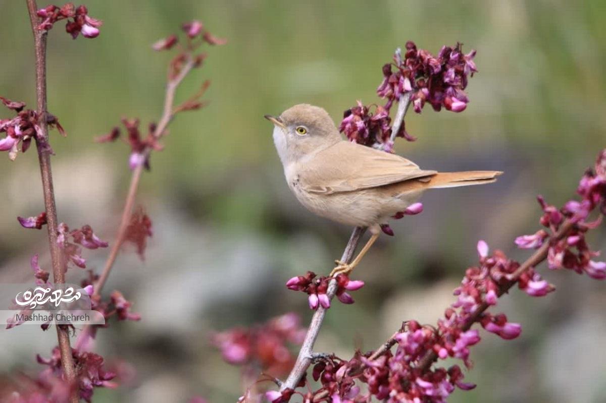 پرندهنگری و هویت جانوری اقلیم خراسان به روایت سعید میرسعیدی پرندهنگری و هویت جانوری اقلیم خراسان به روایت سعید میرسعیدی