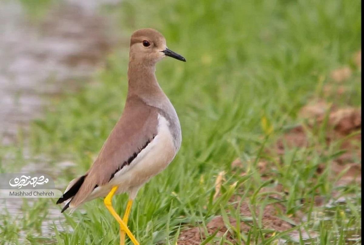 پرندهنگری و هویت جانوری اقلیم خراسان به روایت سعید میرسعیدی پرندهنگری و هویت جانوری اقلیم خراسان به روایت سعید میرسعیدی