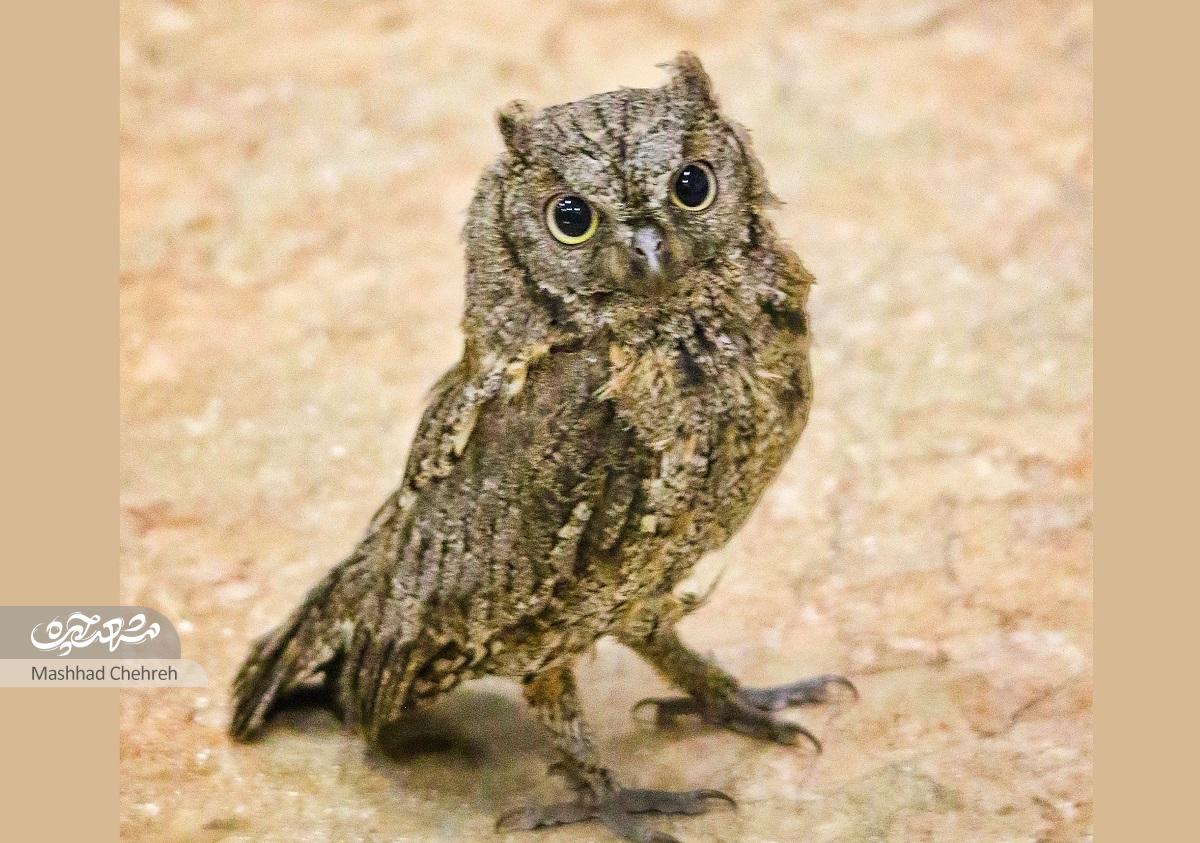 پرندهنگری و هویت جانوری اقلیم خراسان به روایت سعید میرسعیدی پرندهنگری و هویت جانوری اقلیم خراسان به روایت سعید میرسعیدی