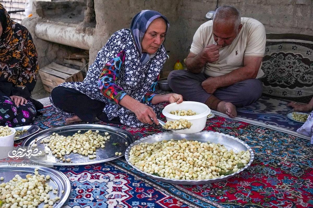 دورهمیهای شیرین به برکت درختان توت باغ امامرضا(ع) دورهمیهای شیرین به برکت درختان توت باغ امامرضا(ع)