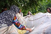 دورهمی‌های شیرین به برکت درختان توت باغ امام‌رضا(ع)