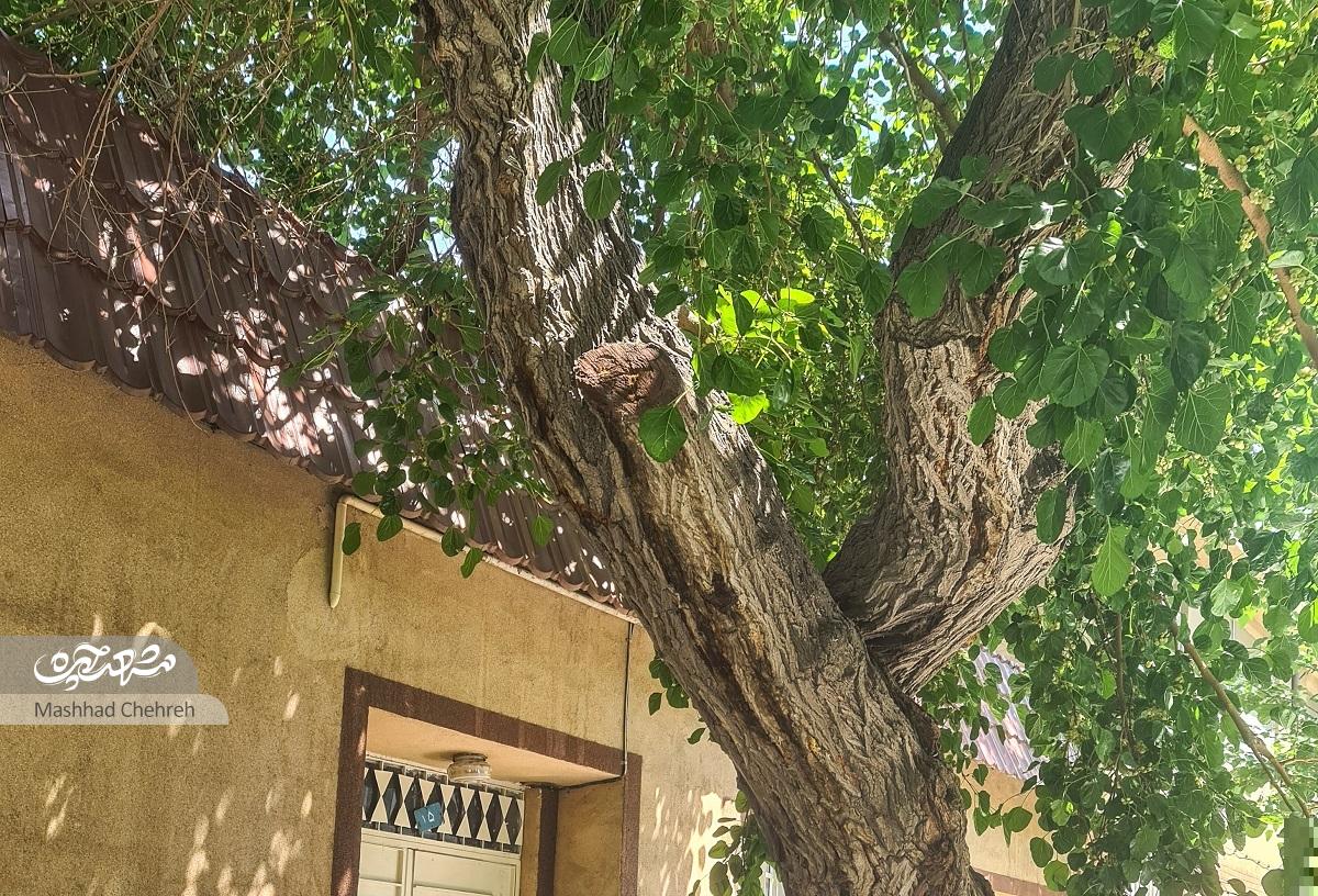 وقتی میمون دست برادر علیاصغر عباسی را گاز گرفت وقتی میمون دست برادر علیاصغر عباسی را گاز گرفت