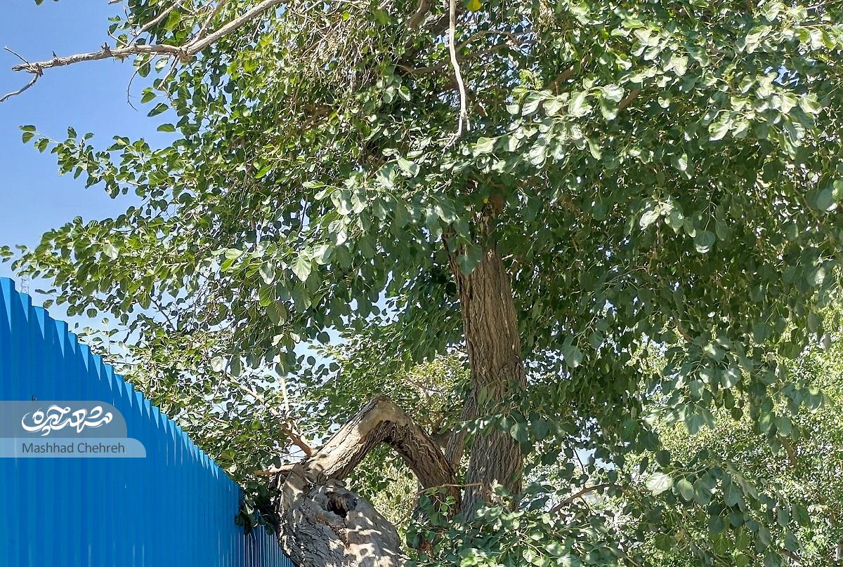 کوچه قدیم علافها در محله عامل کوچه قدیم علافها در محله عامل