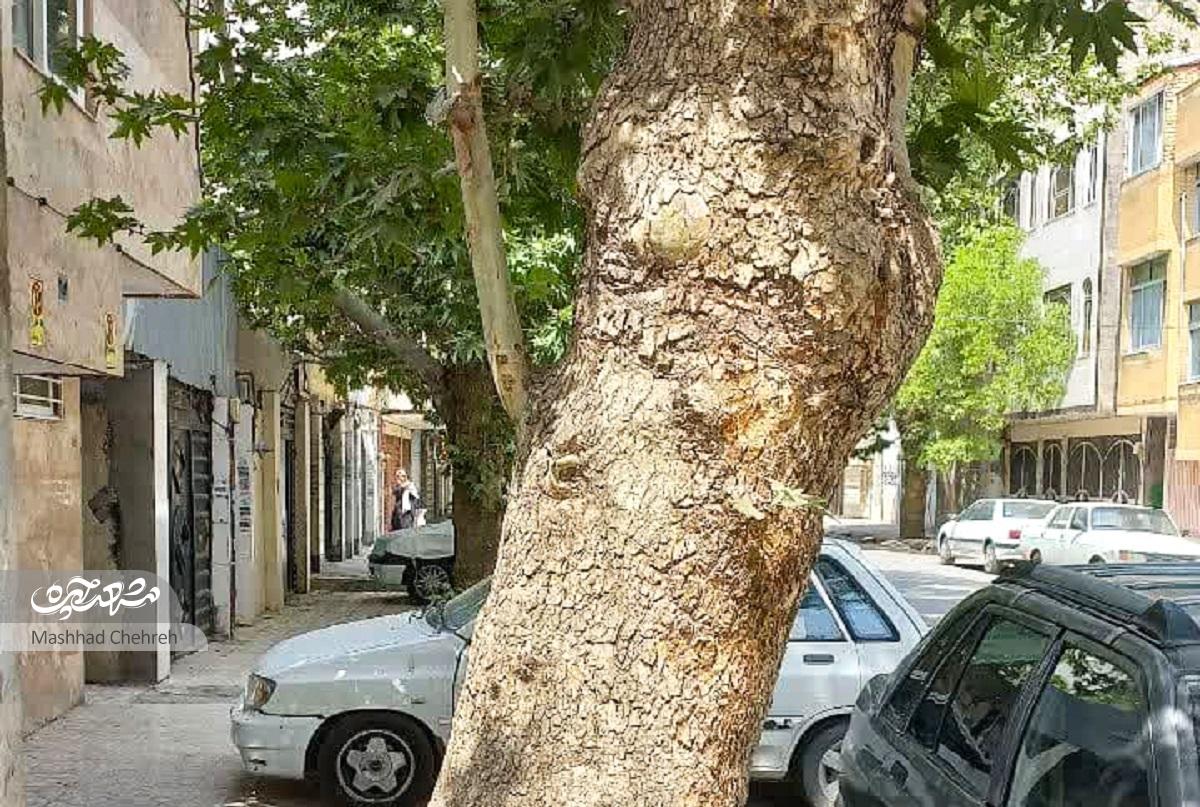 پلاکهای افتخارِ خیابان شهیدمفتح۳۴ پلاکهای افتخارِ خیابان شهیدمفتح۳۴