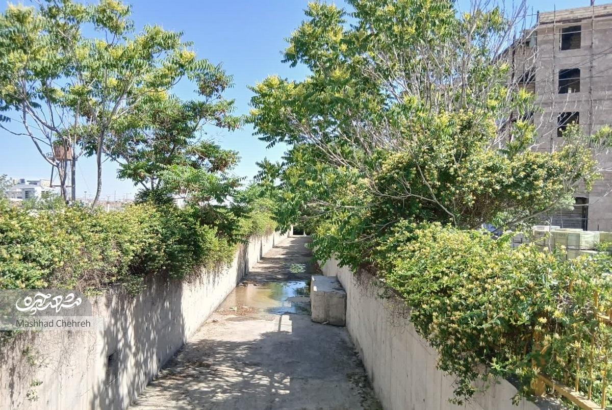 جمع درختان در کوچه ایثارگران