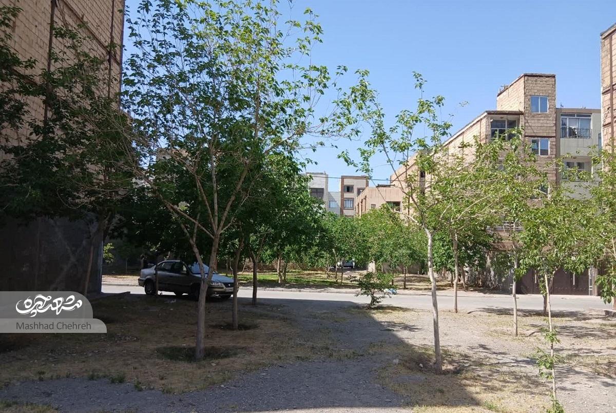 جمع درختان در کوچه ایثارگران