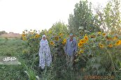 «بی‌بی آفتابگردان» و «بابا امید» در باغ‌های التیمور زندگی می‌کنند