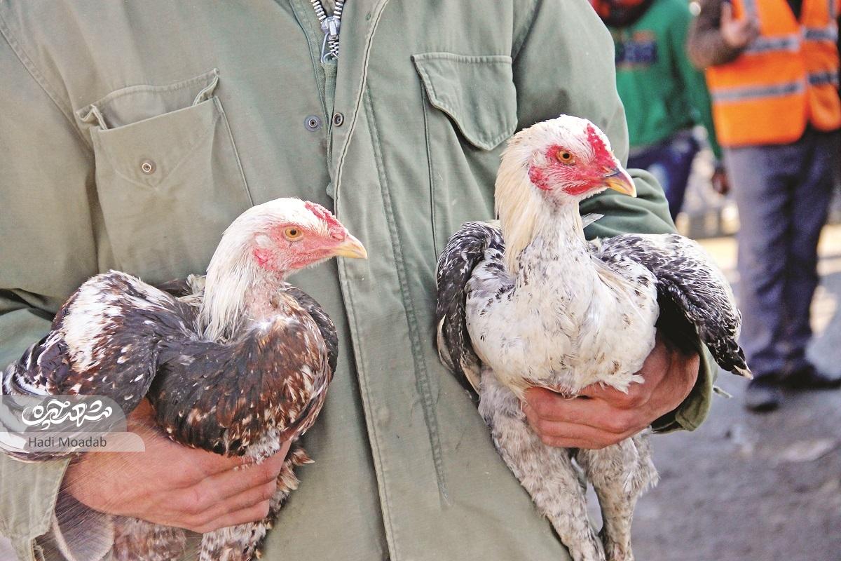 بازار چغوکهای محله «مهرآباد» مشهد بازار چغوکهای محله «مهرآباد» مشهد