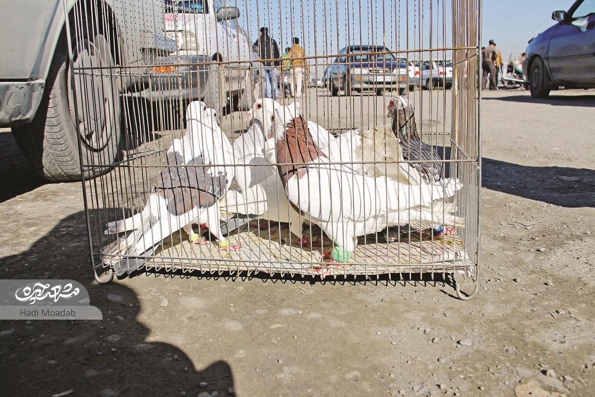 بازار چغوکهای محله «مهرآباد» مشهد بازار چغوکهای محله «مهرآباد» مشهد