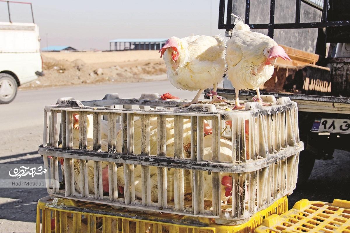 بازار چغوکهای محله «مهرآباد» مشهد بازار چغوکهای محله «مهرآباد» مشهد