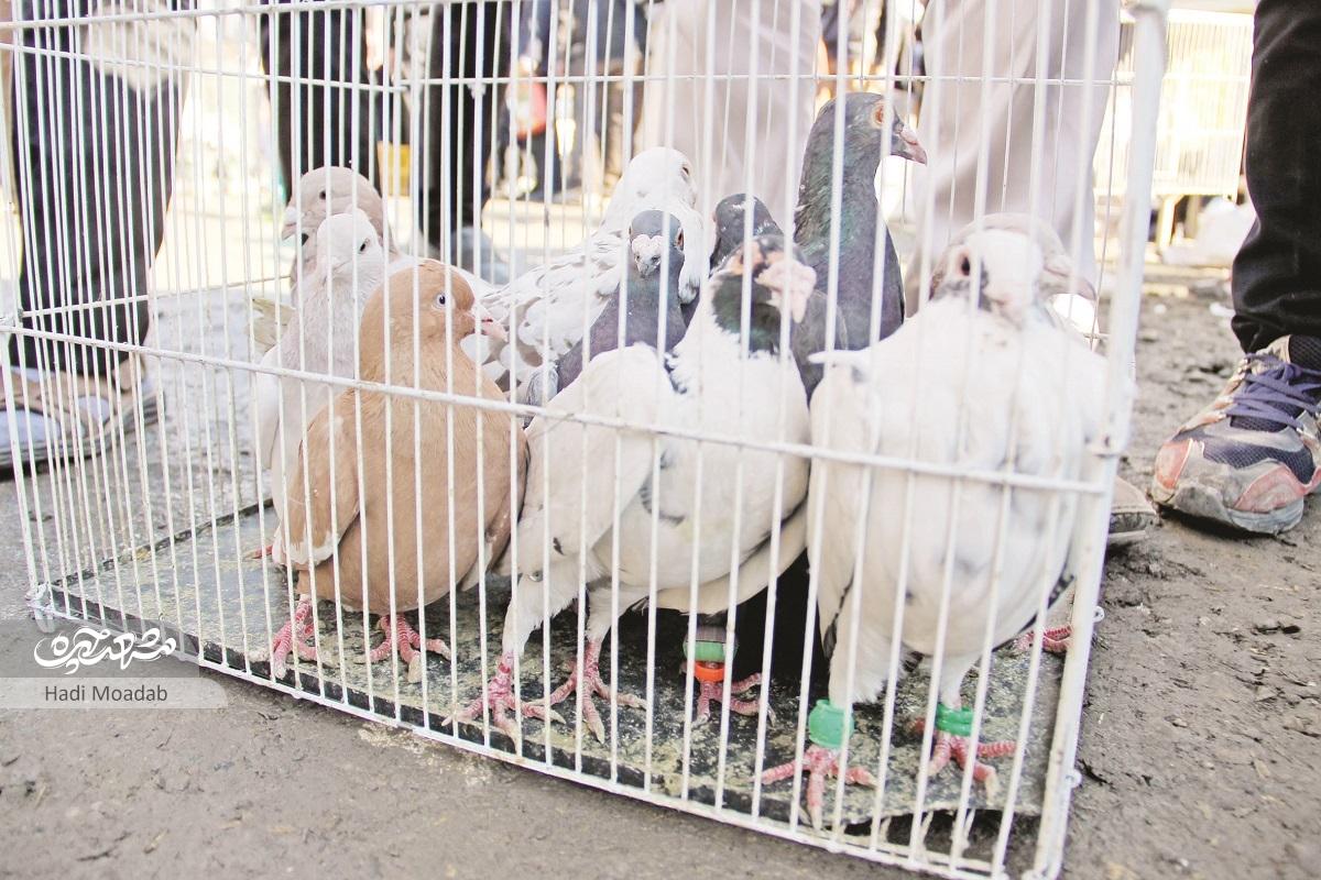 بازار چغوکهای محله «مهرآباد» مشهد بازار چغوکهای محله «مهرآباد» مشهد