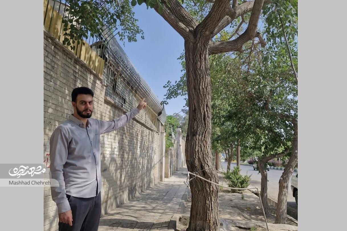 قرار دوچرخهسوارها زیر درخت توت محله کارگران قرار دوچرخهسوارها زیر درخت توت محله کارگران