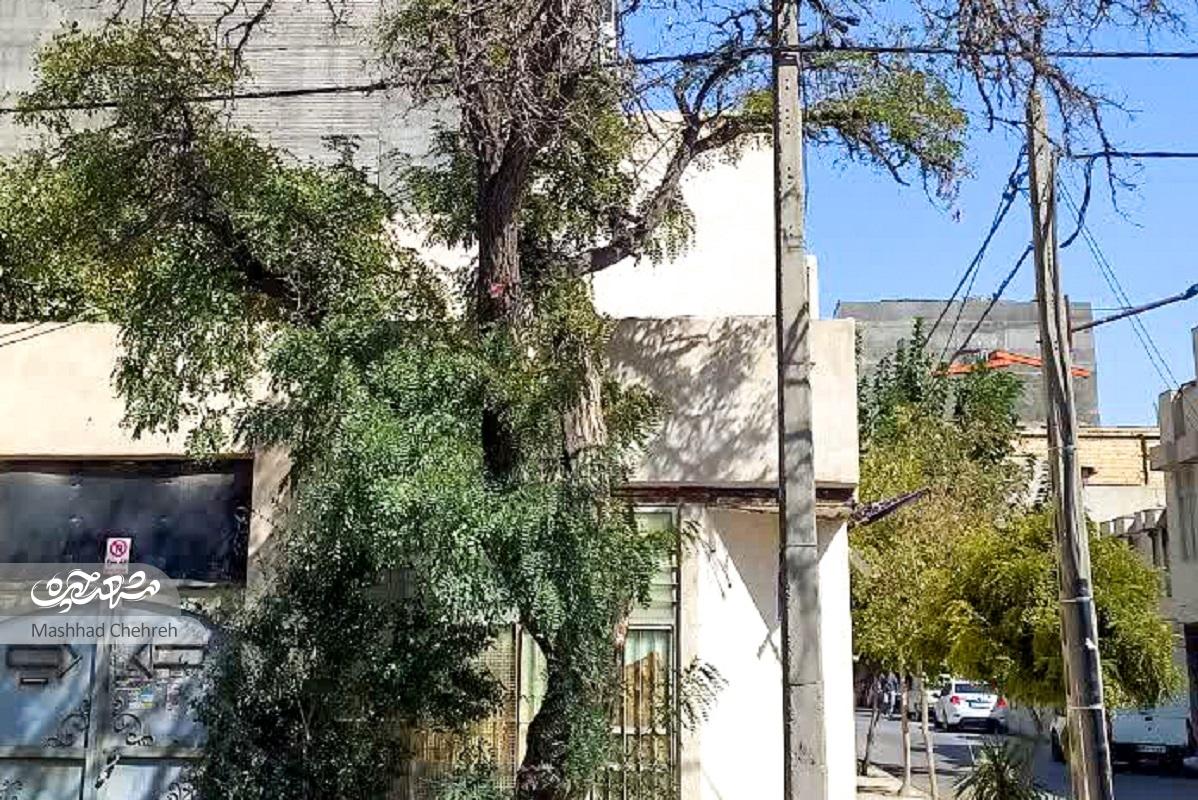 سنت مهربانی در کوچه طبرسی ۴۲