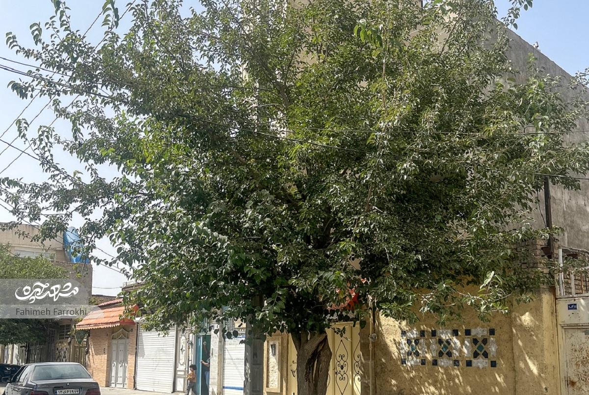 بازیهای دوران کودکی کنار بچههای محله انصار بازیهای دوران کودکی کنار بچههای محله انصار