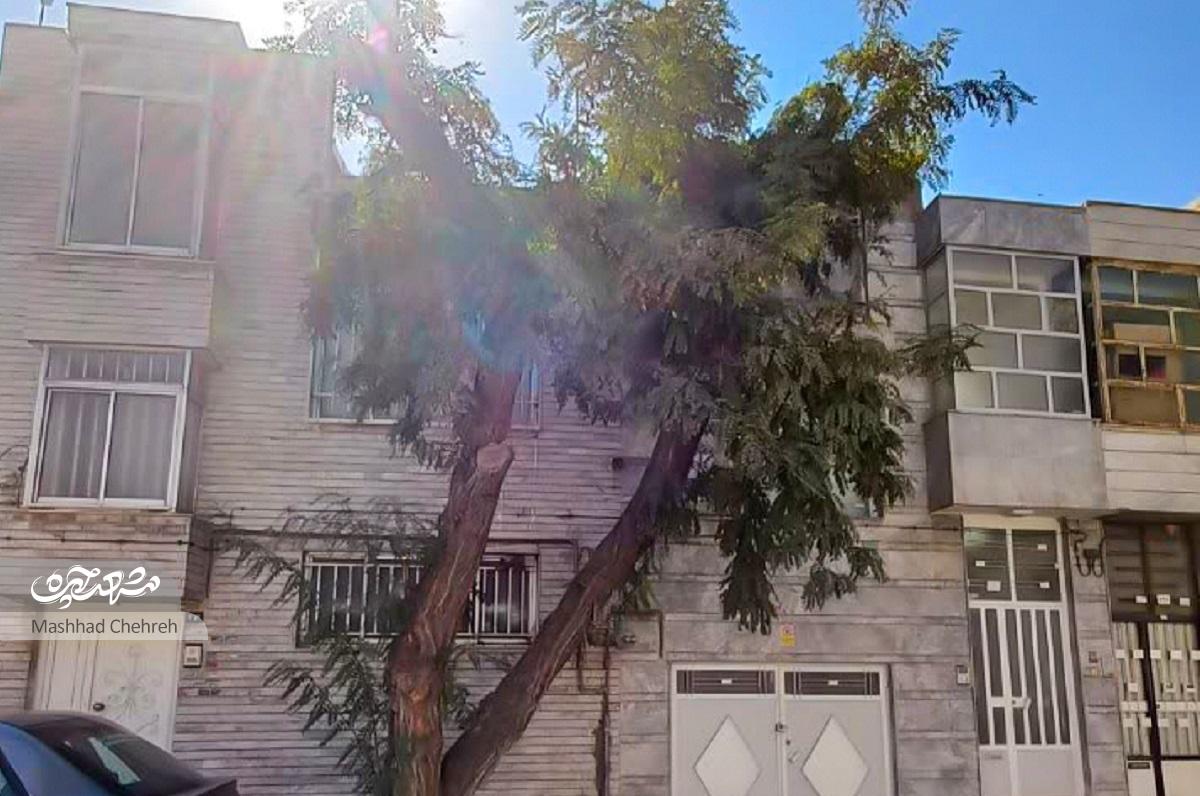 کوچه درامان‌مانده از آپارتمان‌سازی در محله فاطمیه