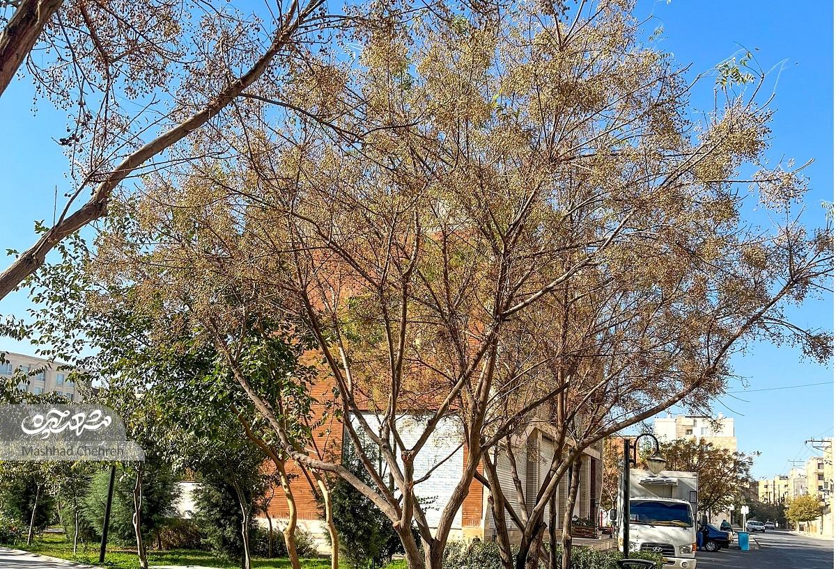 زهرا ربانی، از اولین ساکنان الهیه میگوید که رفتار دوستانه همسایهها نقطه امید محلههای خلوت و خاکی بود ساده و صمیمی در محله زهرا ربانی، از اولین ساکنان الهیه میگوید که رفتار دوستانه همسایهها نقطه امید محلههای خلوت و خاکی بود ساده و صمیمی در محله