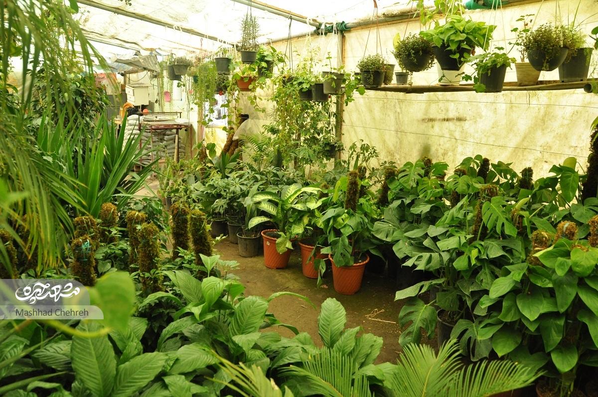 هادی آقا اسم گلخانه اش را «ساحل» گذاشته است