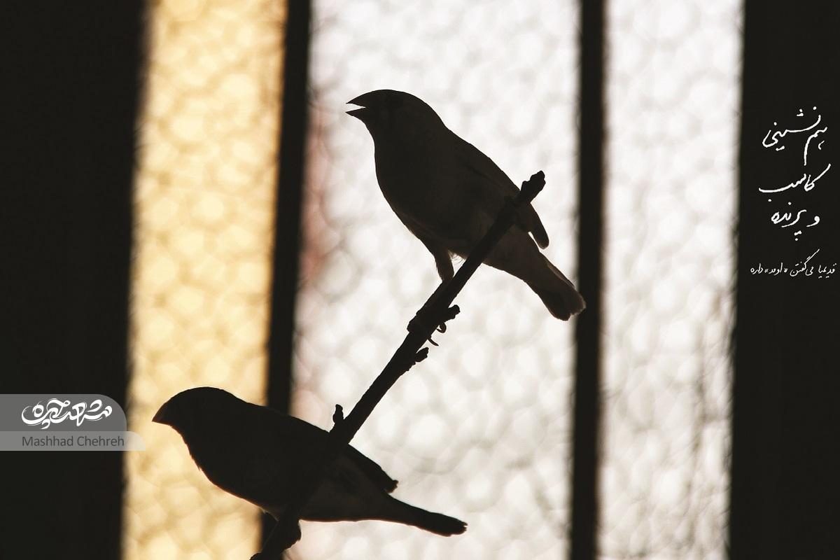 قدیمی‌ها می‌گفتند هم‌نشینی کاسب و پرنده‌ شگون دارد!