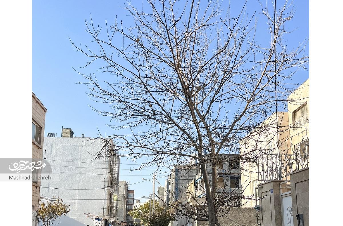 اصغر روشنی، زمانی به امیریه آمد که کمتر کسی حاضر بود در این محدوده زندگی کندمهاجرت به «روستایی در شهر»