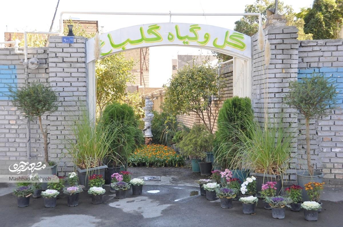 جواد اسماعیلی تولیدکننده و پرورشدهنده گل و گیاه در محله لادن است جواد اسماعیلی تولیدکننده و پرورشدهنده گل و گیاه در محله لادن است