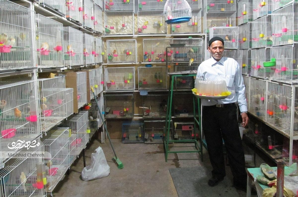 حاج‌حسین نازی، ناز قناری‌هایش را می‌کشد