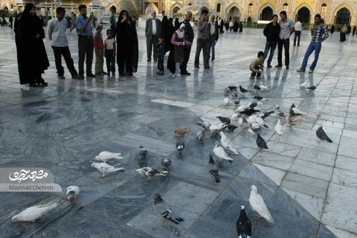 زائران تا مشتی گندم برای کبوتران نمی‌ریختند از خدا روزی طلب نمی‌کردند