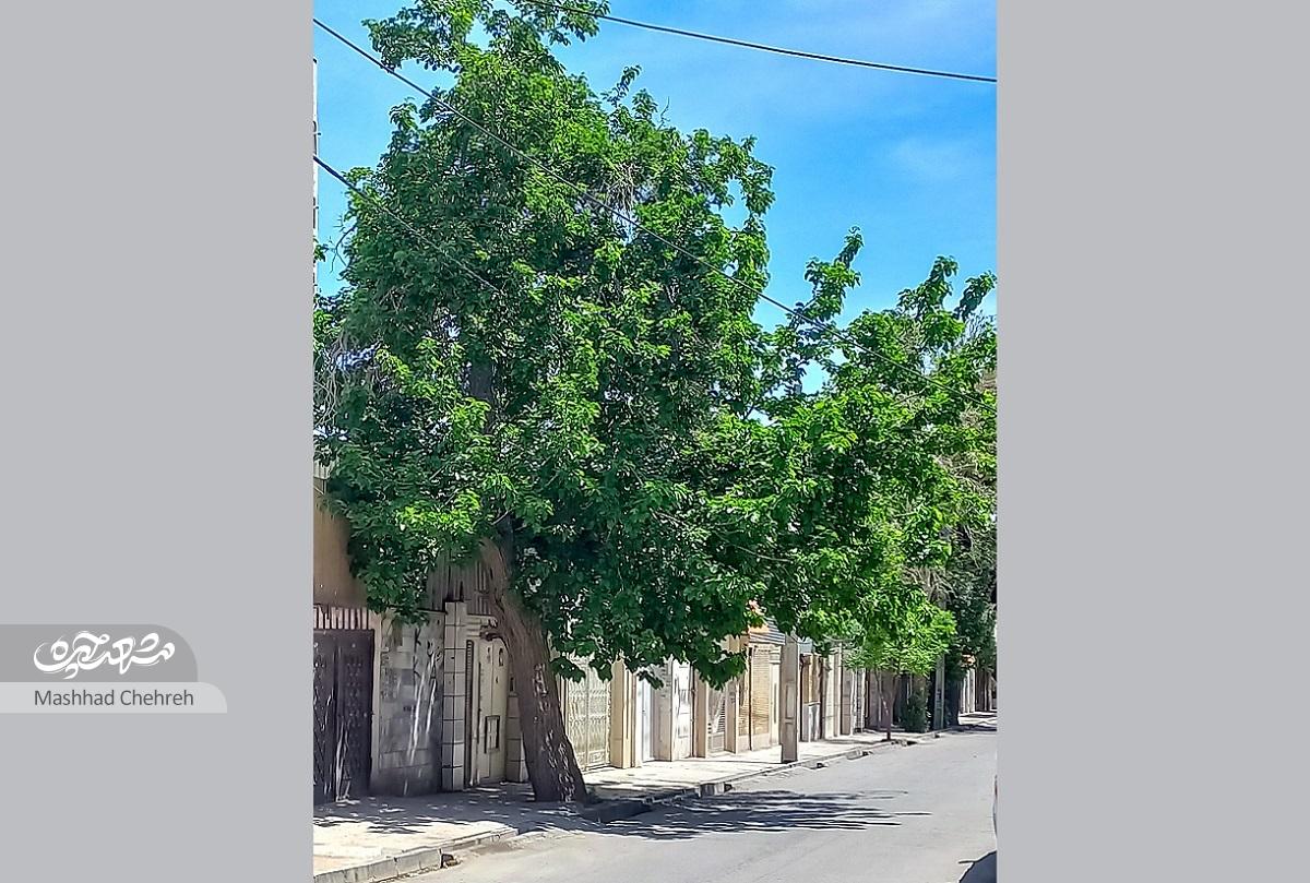 زنده به معماری قدیم