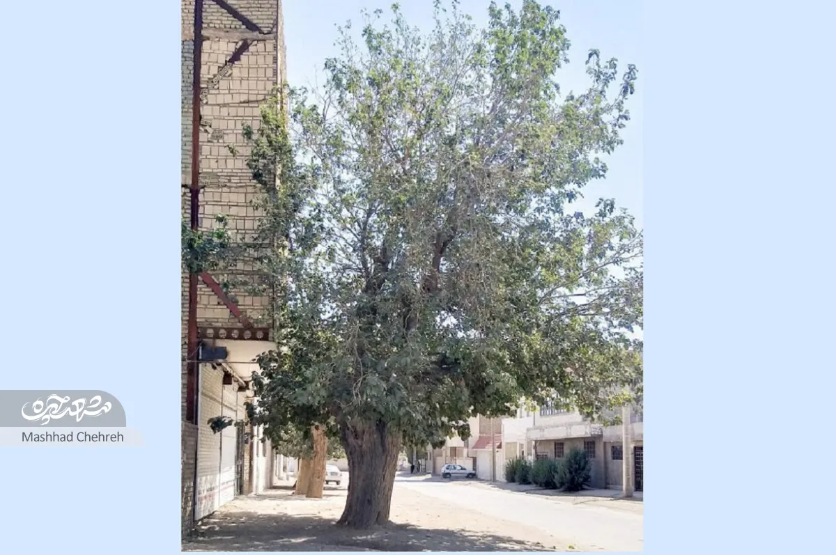 محله گردی