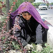 سرسبزی بولوار مجلسی کار دست بانوان است