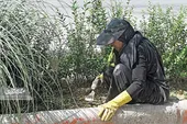 سرسبزی بولوار مجلسی کار دست بانوان است
