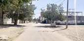 کوچه درخت توتی
