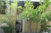 درخت و گلدان&zwnj;های خانه شایسته خانم با مهربانی او جان گرفتند