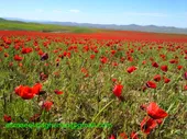 میهمانی بهار به وقت گل