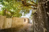 درختان توت در مشهد، نذر زائران شده است