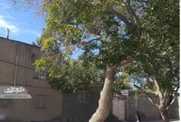 کوچه  سرسبز  و خاطره‌ساز شهیدرضوی