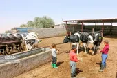 دامداری؛ پیشه روبه زوال قرقی