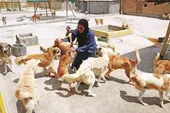 پناهگاه مهر، حامی سگ&zwnj;های بیمار است