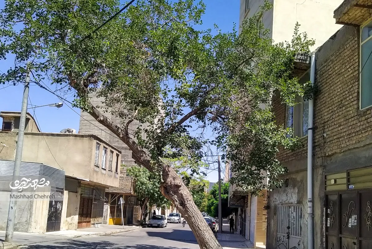 کوچه های مشهد
