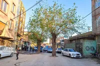 درختان توت محبوب اهالی اسماعیل‌آباد