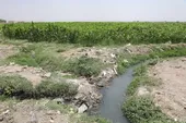 کشت مرگ در زمین&zwnj;های سبز کشف&zwnj;رود!
