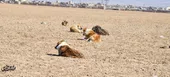 دوستی خاله خرسه با محیط زیست