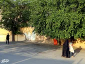 روایتی از باغ&zwnj;های تاریخی مشهد که این روزها جز نامی بر سردر کوچه&zwnj;ها یادی از آن&zwnj;ها نیست