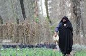 زهرا فیروزآبادی، تنها خانم باغبان در بوستان وکیل&zwnj;آباد