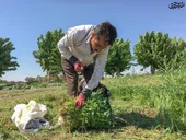 کشاورزِ قدیمی &laquo;محله پورسینا&raquo; و پسرانش هنوز مشغول تولیدند