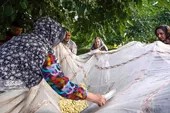 دورهمی&zwnj;های شیرین به برکت درختان توت باغ امام&zwnj;رضا(ع)